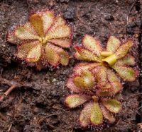 Drosera hamiltonii mladé rostliny